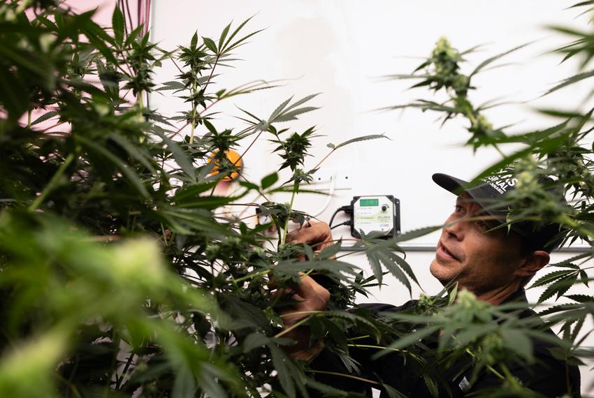 Texas Original Director of Cultivation Jason Sanders gives a tour of the business’ facility on Sept. 26, 2024. Texas Original is Texas’ first licensed medical cannabis distributor.